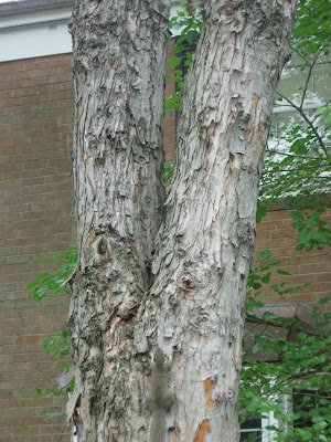 2 squirrels in tree. One has back to camera and is climbing up and the other is looking down the tree but all you see is the head poking down from the top of the picture
