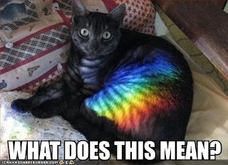 a cat lying on a bed with some light prismed on its fur creating a rainbow with the caption What Does this mean?
