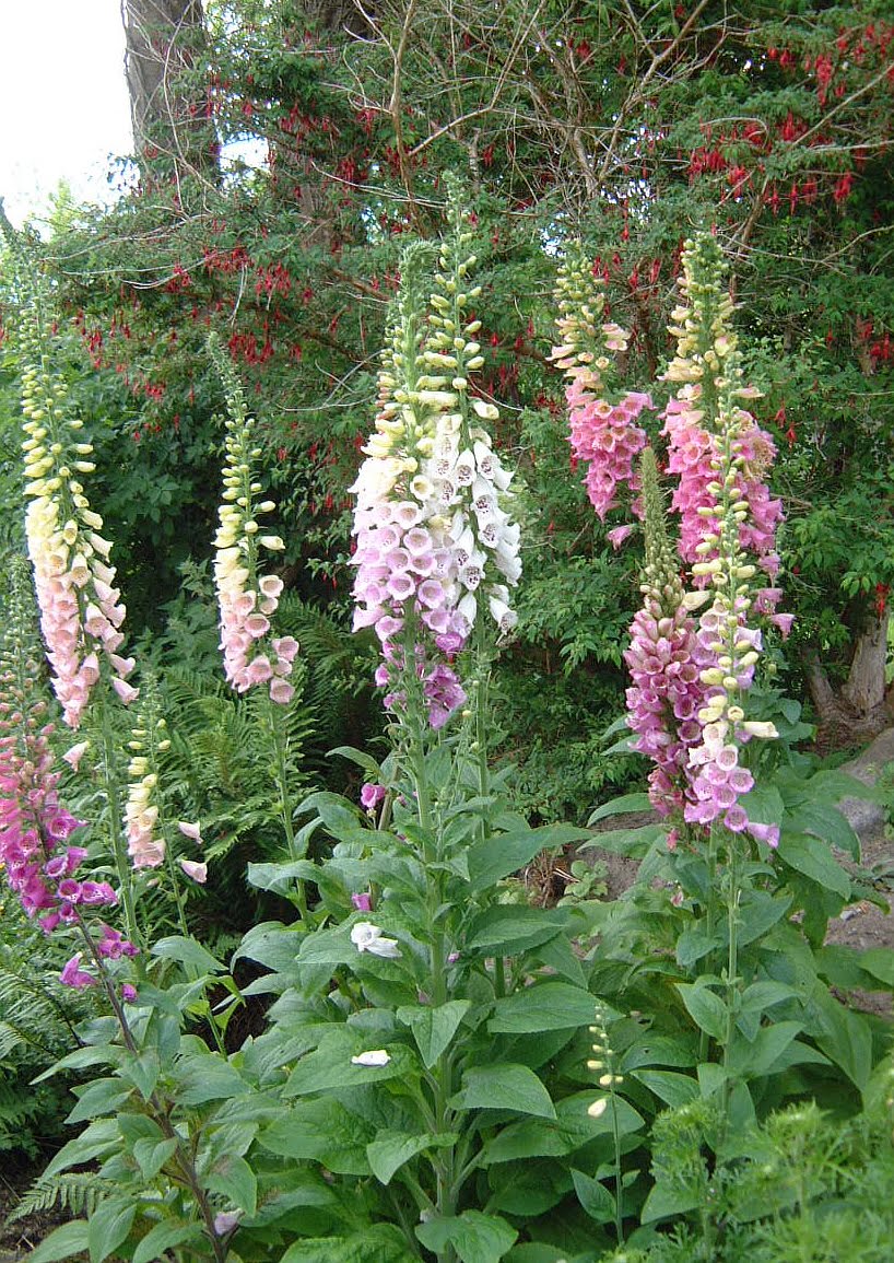 living with twisted willow foxgloves and fairy bells living with twisted willow foxgloves and fairy bells