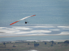 JOe - like CONDOR -BARNICOAT hill Nelson NZ