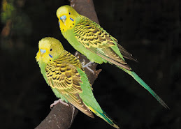 PERICOS AUSTRALIANOS