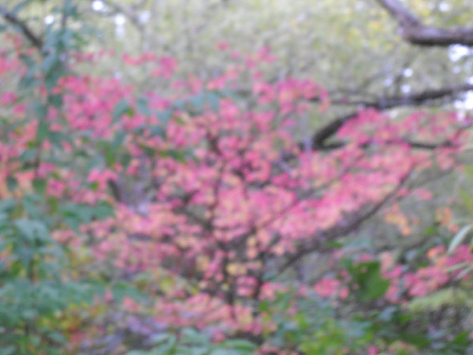 Pagoda+dogwood+berries