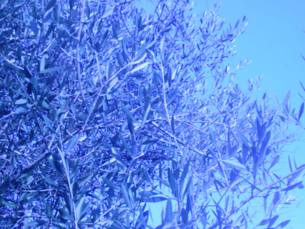 [IMAG0046-RAMA+DA+OLIVEIRA.JPG]