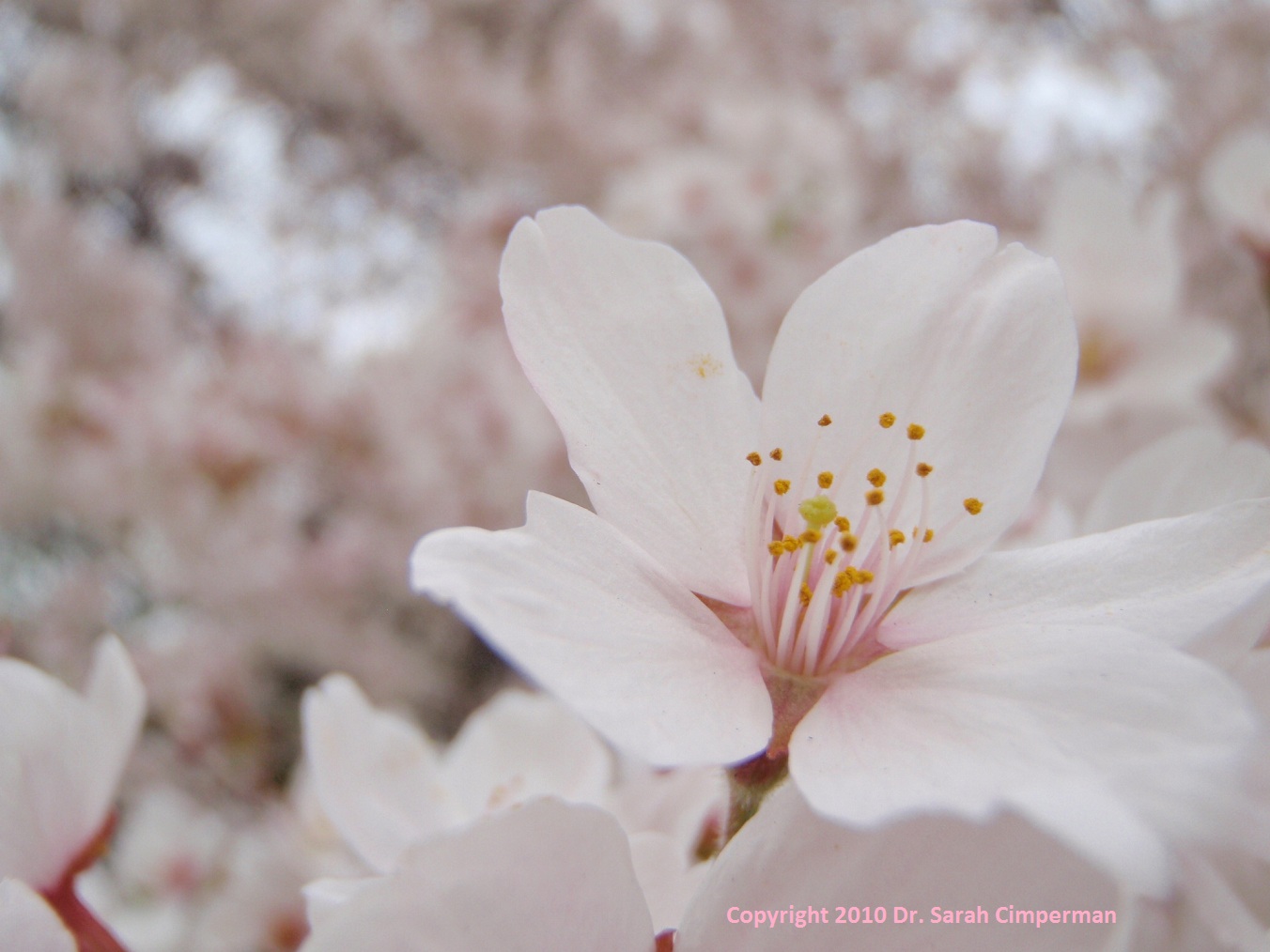 A Different Kind Of Doctor Allertea for Allergies