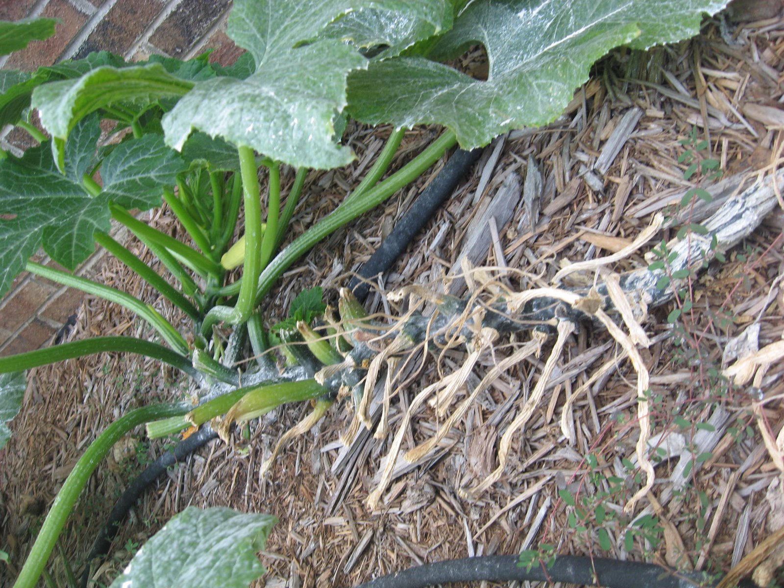 Campus Crops Pruning and trellising more stuff cucumbers