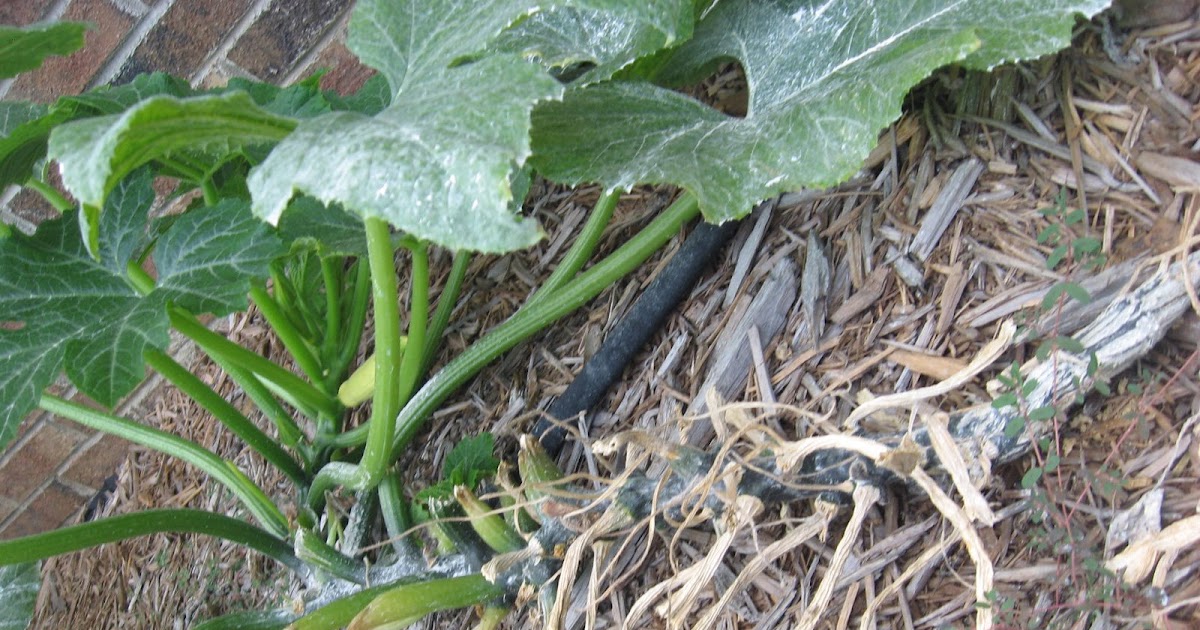 Paul & Angela's Family Pruning Squash and Zucchini