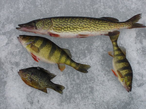 [2005_ice_fish_4_.jpg]