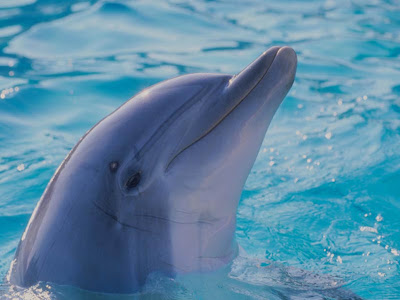 dolphin wallpapers. dolphin wallpapers free