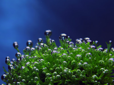 underwater wallpapers free wallpapers underwater. underwater wallpapers free