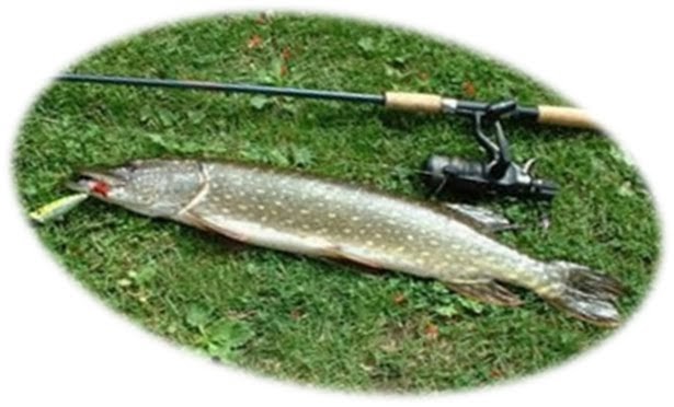 Спиннинг - самая популярная и самая спортивная рыболовная снасть - Все ...