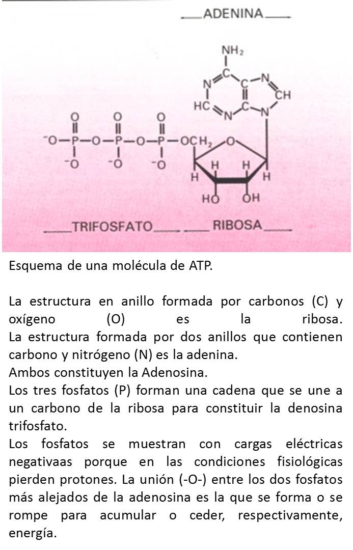 TEMAS SELECTOS DE BIOFISICA ATP