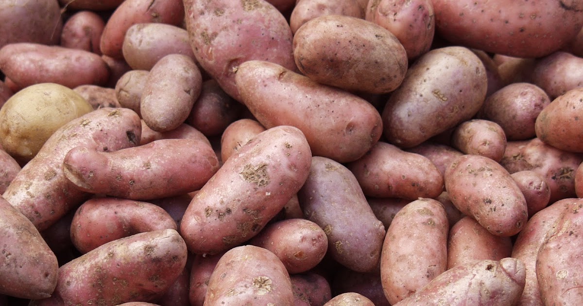 PassAlong Plants Storing Potatoes for the Winter