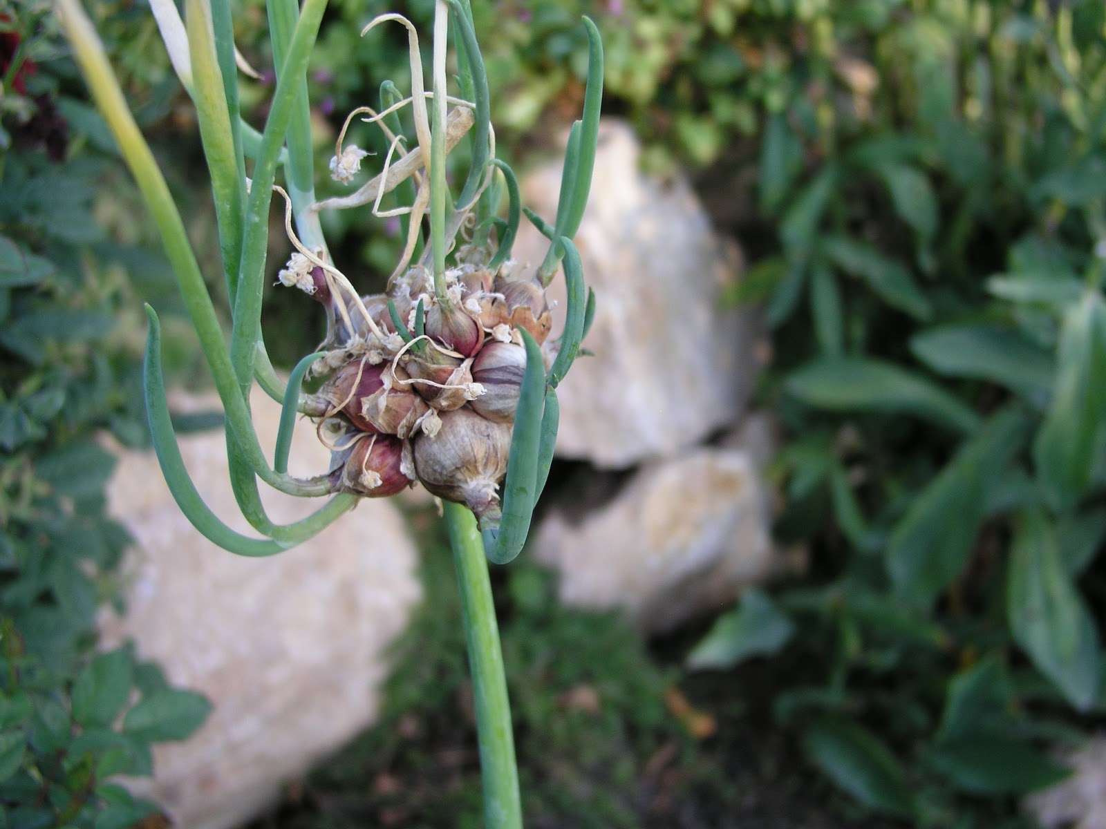 PassAlong Plants Egyptian Onions