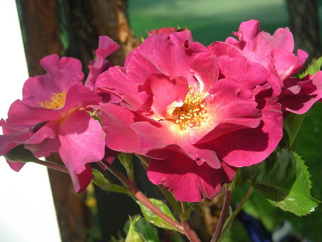 Una simple flor me da vida.: Rosas y algo mas la la la la