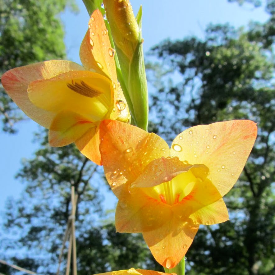 How My Garden Grows : July 2010