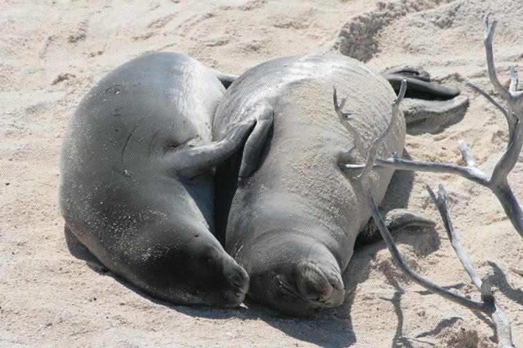 Seal couple