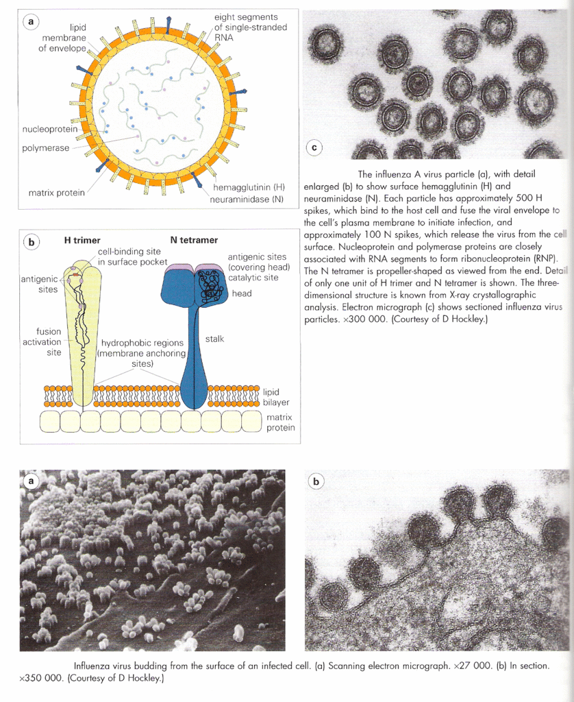 [Influenza.gif]