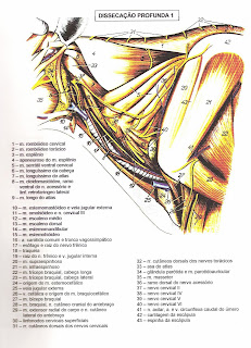 Assuntos de anatomia