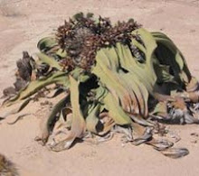 WELWITSCHIA MIRABILIS