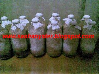 Bibit Jamur Tiram
