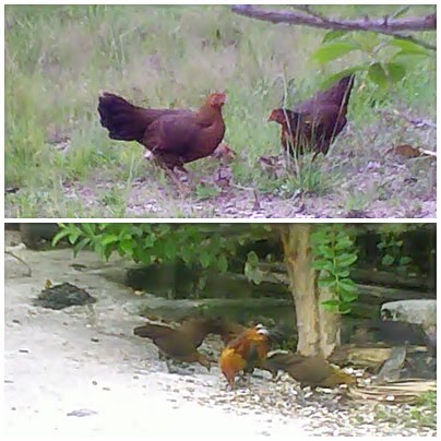 55+ Gambar Ayam Hutan Tertembak Paling Bagus 55+ Gambar Ayam Hutan Tertembak Paling Bagus