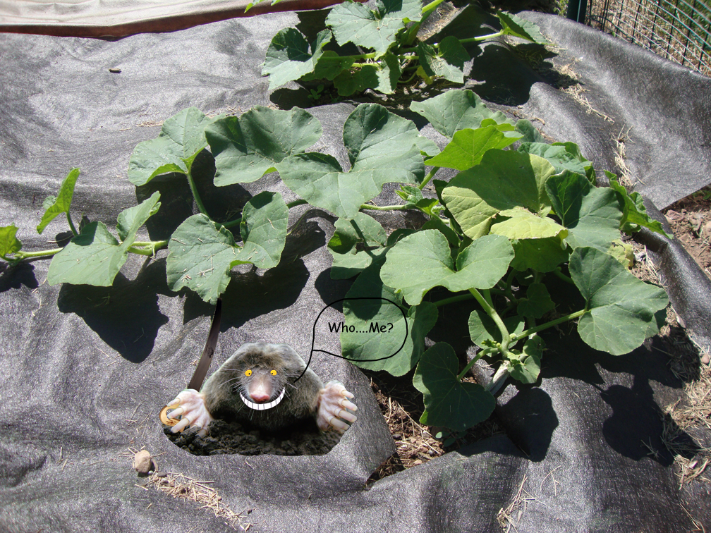 Chris Bantz squash stems revisited