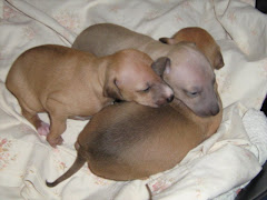 puppies!