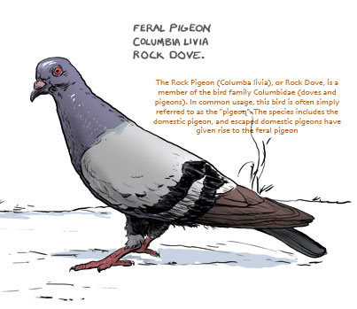 [pigeon_illu.jpg]