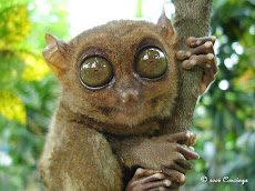 Philippine Tarsier