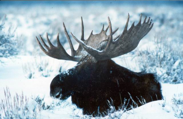 [WinterMooseLarge.JPG]