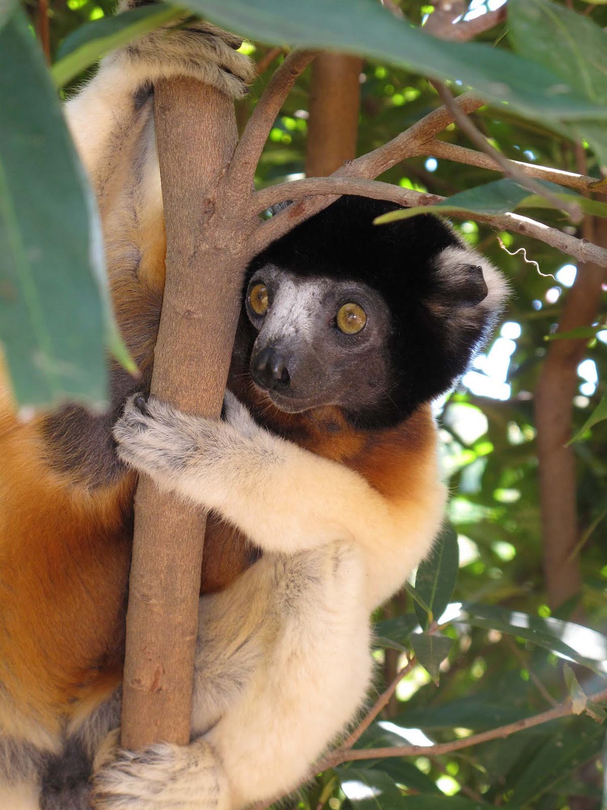 K2 The Things That Live in Madagascar