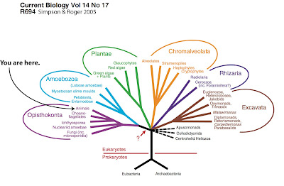 Animals Of Biodiversity