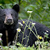 Υπο  εξαφάνιση οι ασιατικές μαύρες αρκούδες