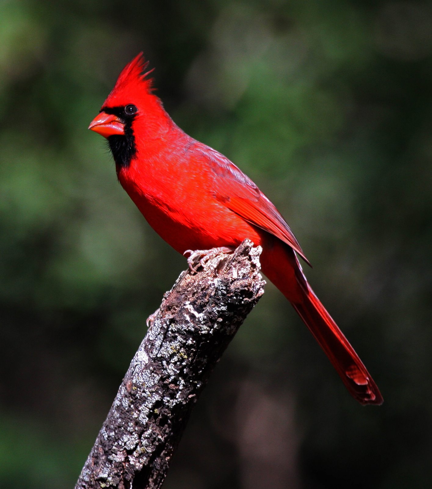 WIP Cardinal Dress.
