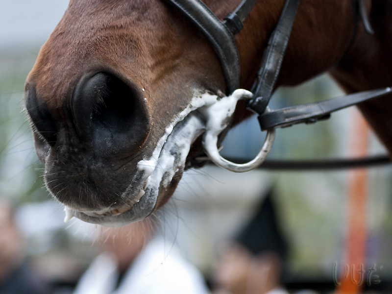 My horse foams so much when ridden? Yahoo Answers