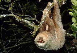 The two-toed Sloth