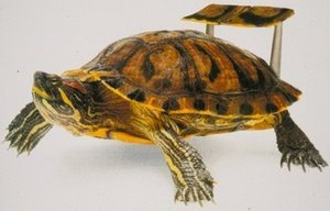 [turtlewithspoiler.bmp]