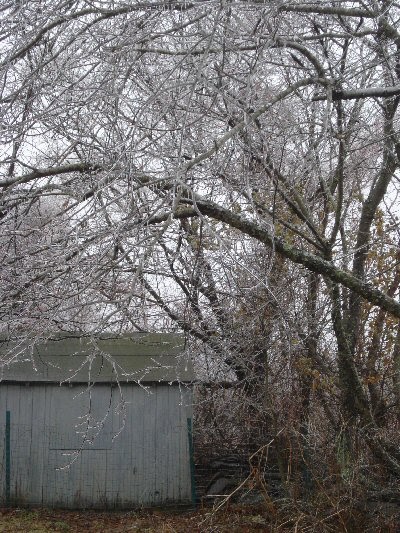 [icedtrees.JPG]