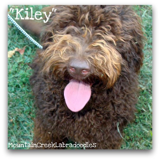 /Miniature labradoodle dallas/ - /labradoodle mn/