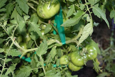 Cosmonaut Volkov Tomato