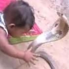 baby play cobra
