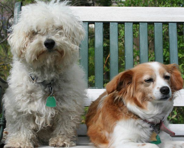 Papi Poo Dogs For Sale Papi Poo Dogs For Sale