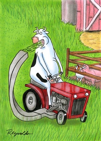 cow+on+tractor+e001.jpg