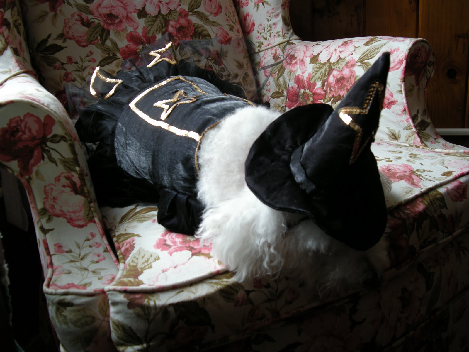 [WITCHYZ.jpg]