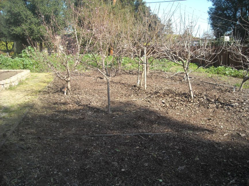 [Feb_15_haven_orchard_after.jpg]