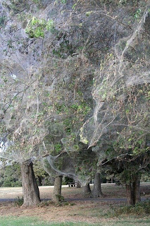 monster spider web