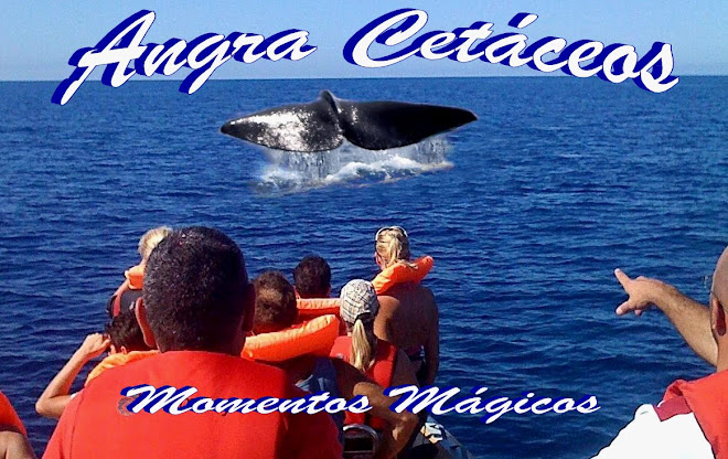 Baleias e Golfinhos Açores - Ilha Terceira