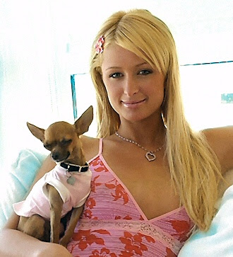 Paris Hilton investigated for too many Pooches