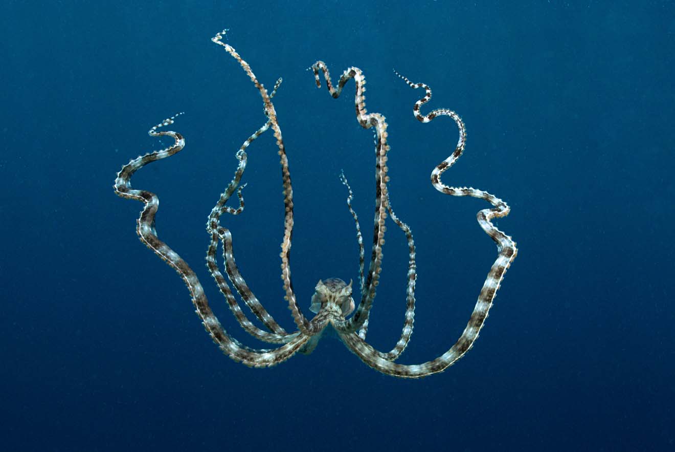 Amazing Mimic Octopus Amazing Creatures