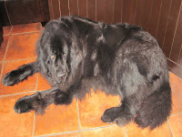 Mira, The Newfoundler at Miramonte Winery